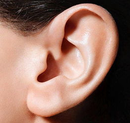 耳朵大小与人的富贵有关系吗